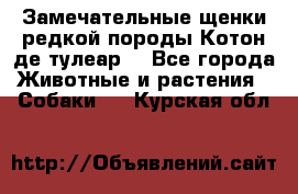 Замечательные щенки редкой породы Котон де тулеар  - Все города Животные и растения » Собаки   . Курская обл.